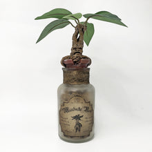 Load image into Gallery viewer, Mandrake Root Magic Potion