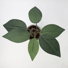 Load image into Gallery viewer, Mandrake Root Magic Potion